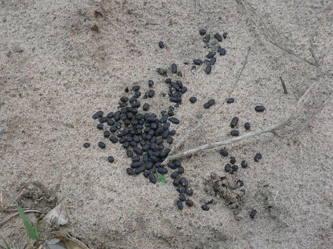 Image of Natal Duiker