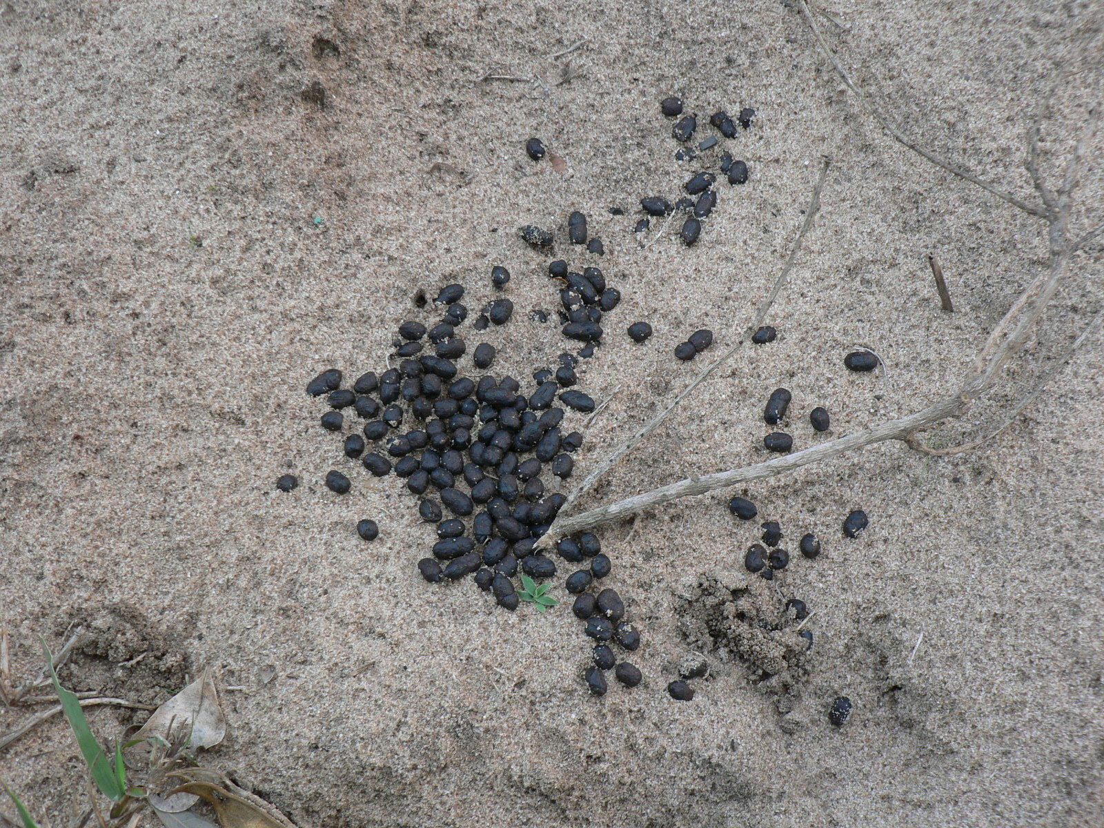 Image of Natal Duiker