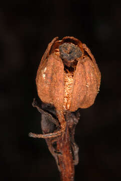 Image of Indian Pipe