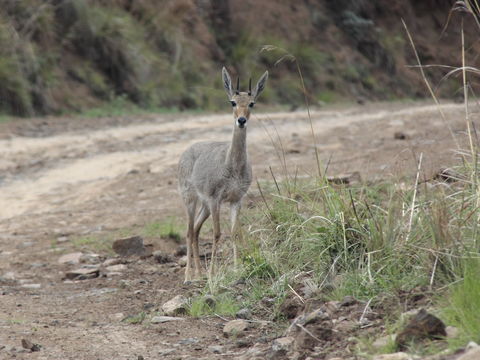 Image of Grey Rhebok