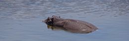 Image of Common Hippopotamus