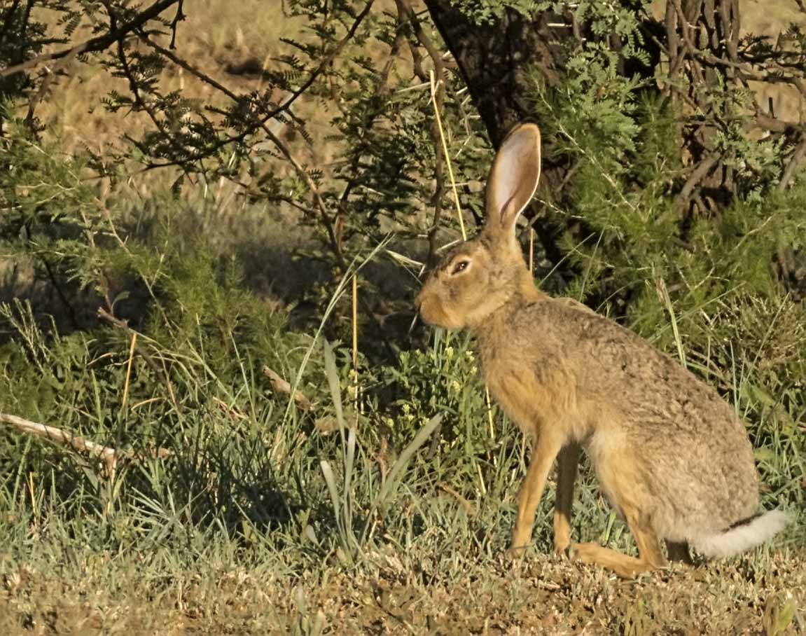 Lepus capensis Linnaeus 1758 resmi