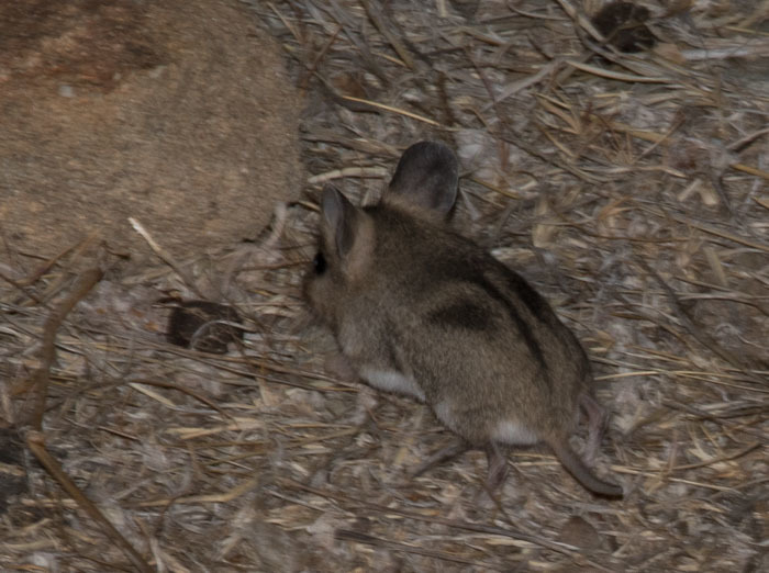 Image of Large-eared African Desert Mouse -- Large-eared Mouse