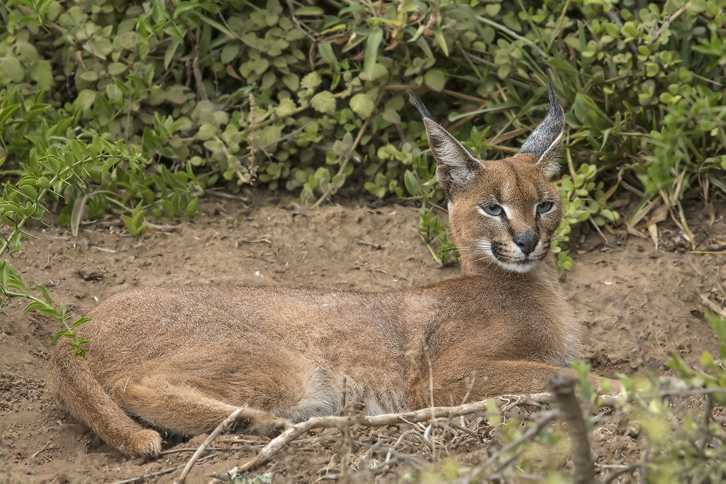 Image of Caracals