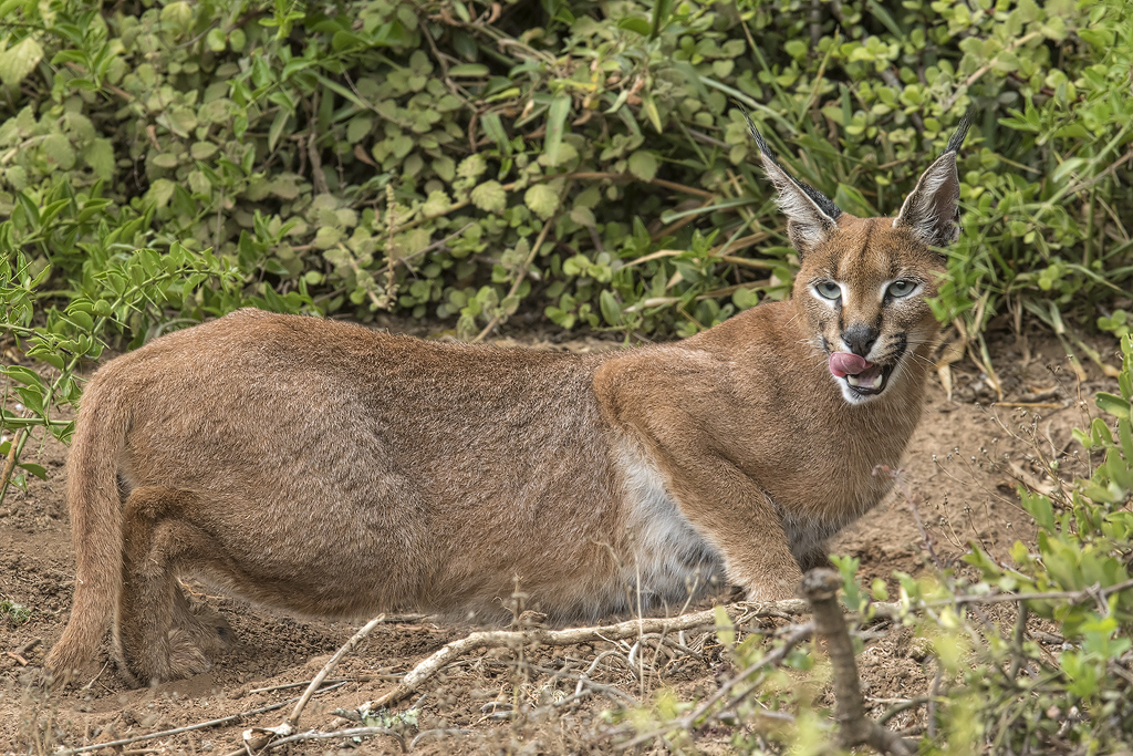 Image of Caracals