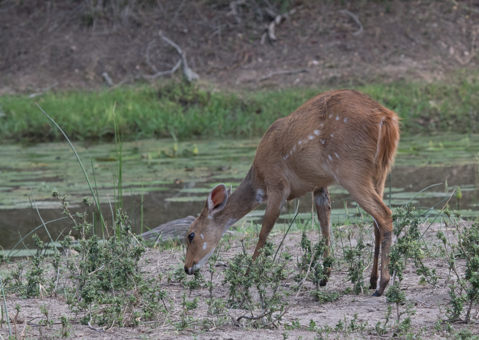 Image of Bushbuck