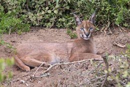 Image of Caracals