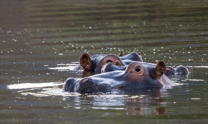 Image of Common Hippopotamus