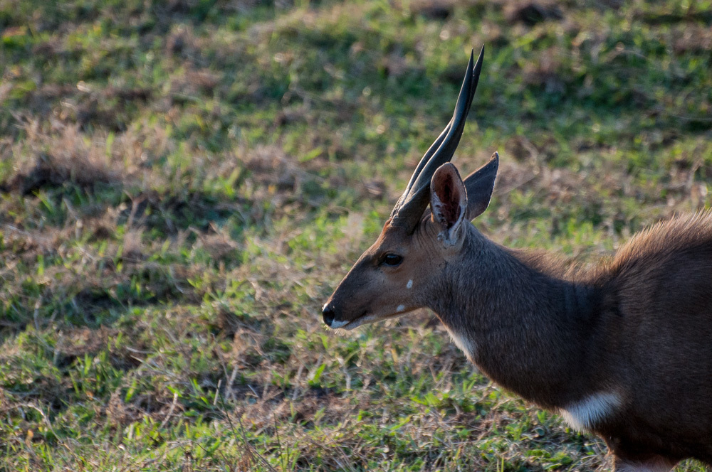 Image of Bushbuck