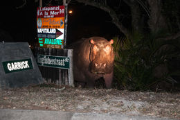 Image of Common Hippopotamus