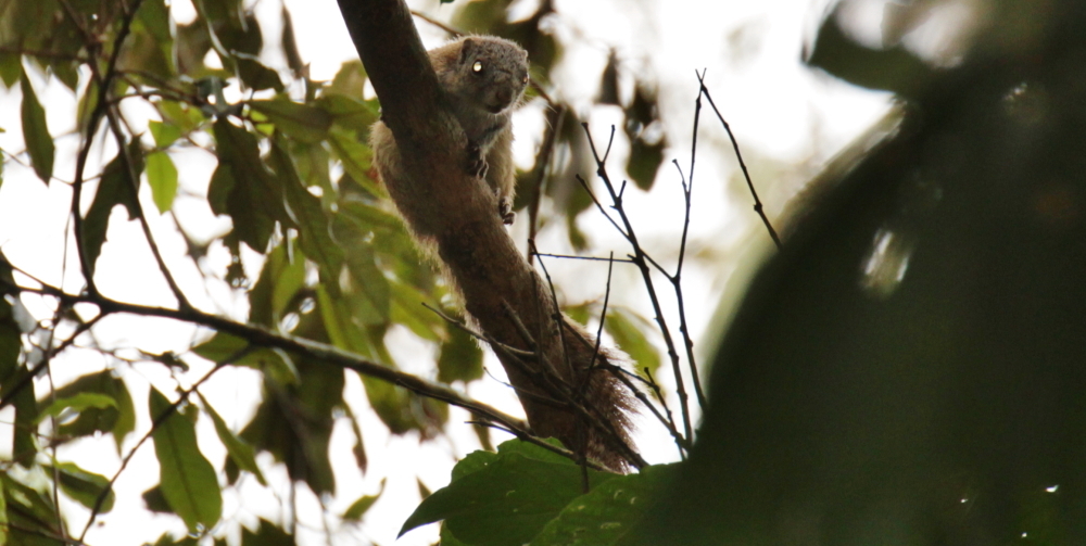 Image of Smith's Bush Squirrel