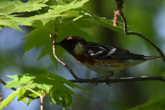 Image of Bay-breasted Warbler