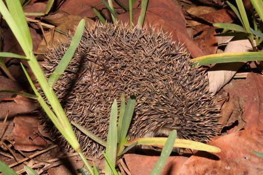 Image of Four-toed Hedgehog