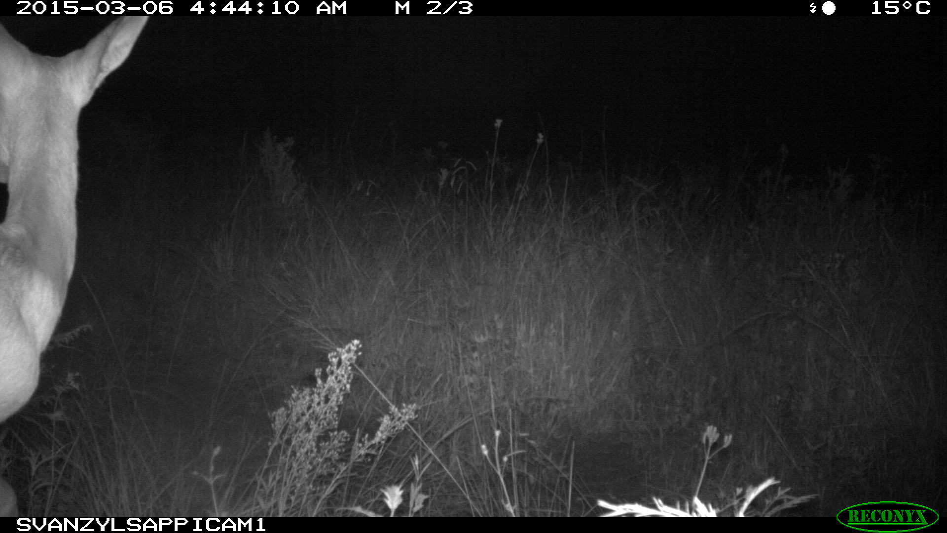 Image of Southern Reedbuck