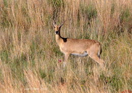 Image of Southern Reedbuck