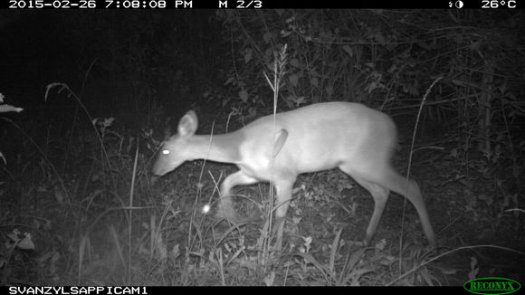 Image of Bushbuck