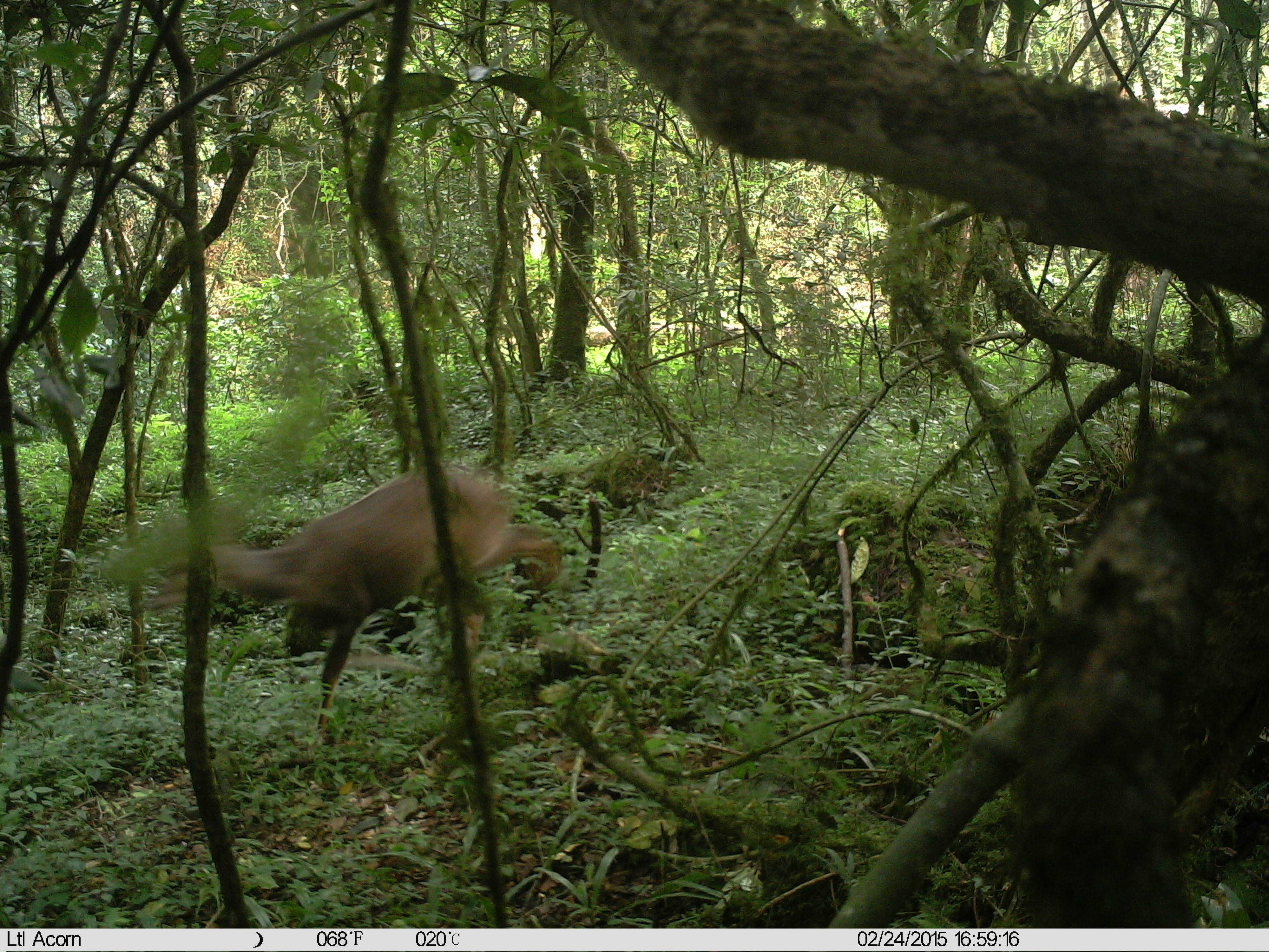 Image of Bushbuck