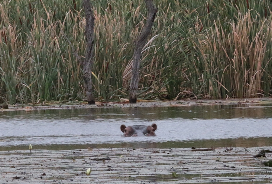 Image of Common Hippopotamus