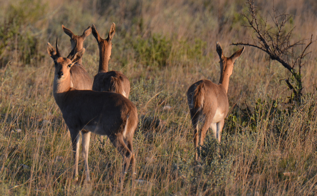 Image of Southern Reedbuck