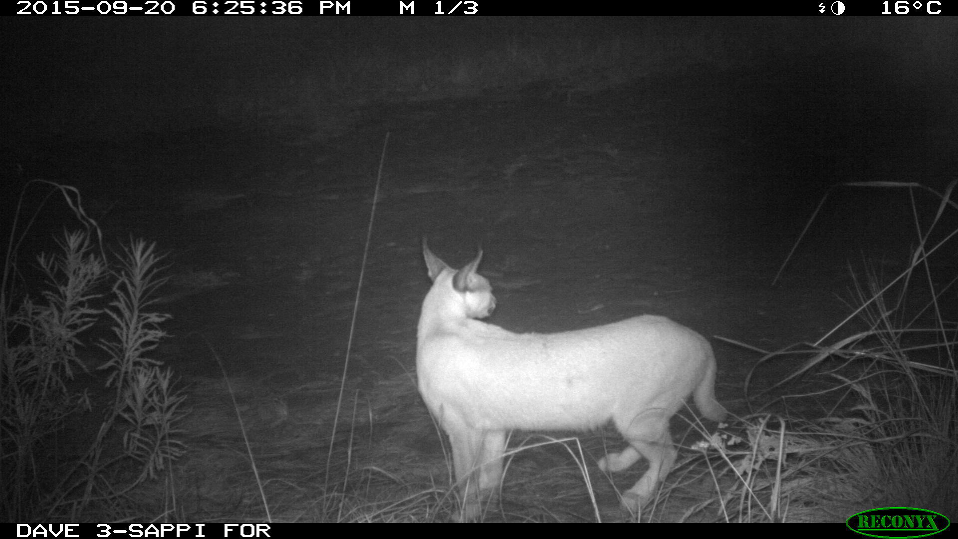 Image of Caracals