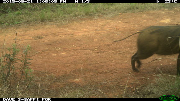 Image of Bush-pig