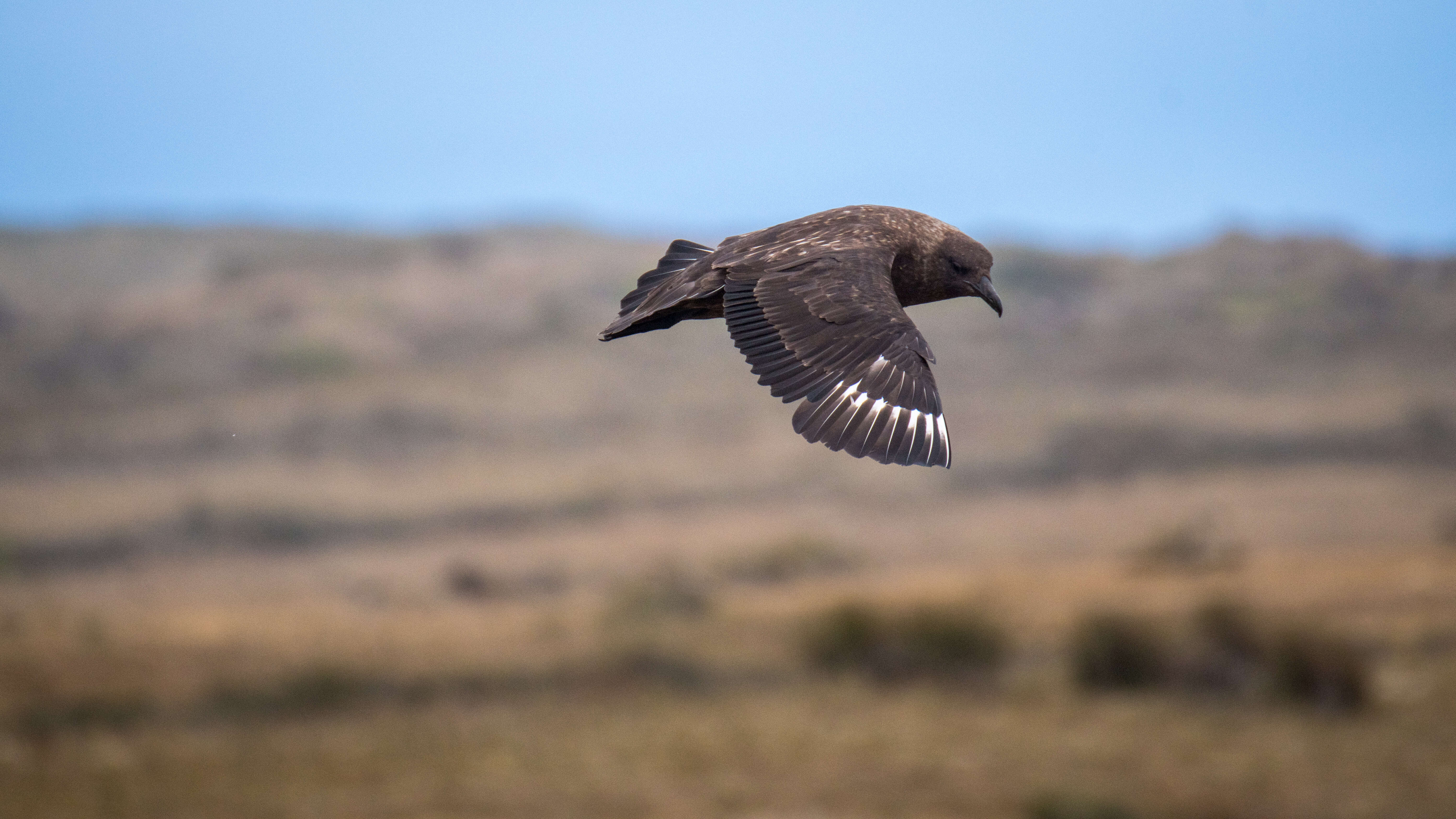 صورة Stercorarius antarcticus (Lesson & R 1831)