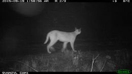 Image of Caracals