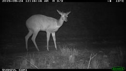 Image of Southern Reedbuck