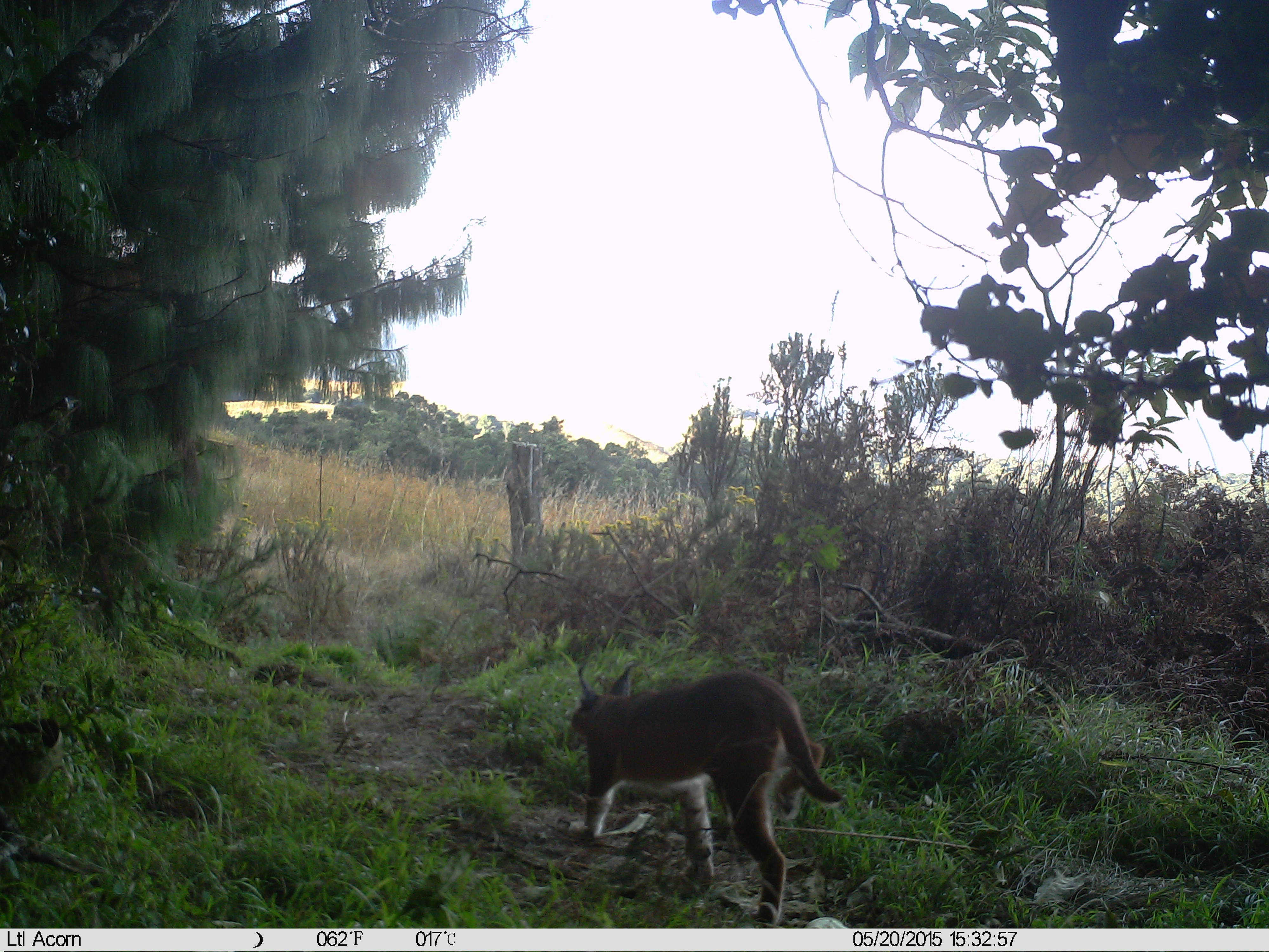 Image of Caracals