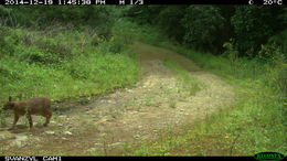 Image of Caracals