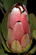 Image of Protea stokoei Phillips