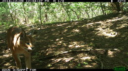 Image of Caracals