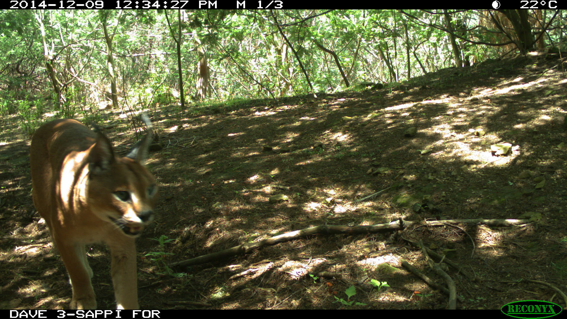 Image of Caracals