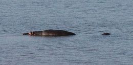 Image of Common Hippopotamus