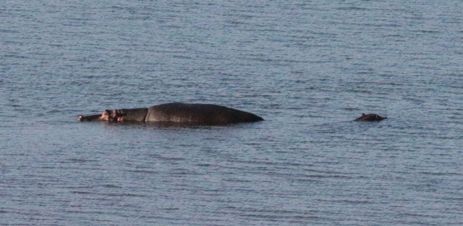 Image of Common Hippopotamus