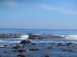 Image of fur seal