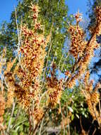 Imagem de Hamamelis vernalis Sarg.