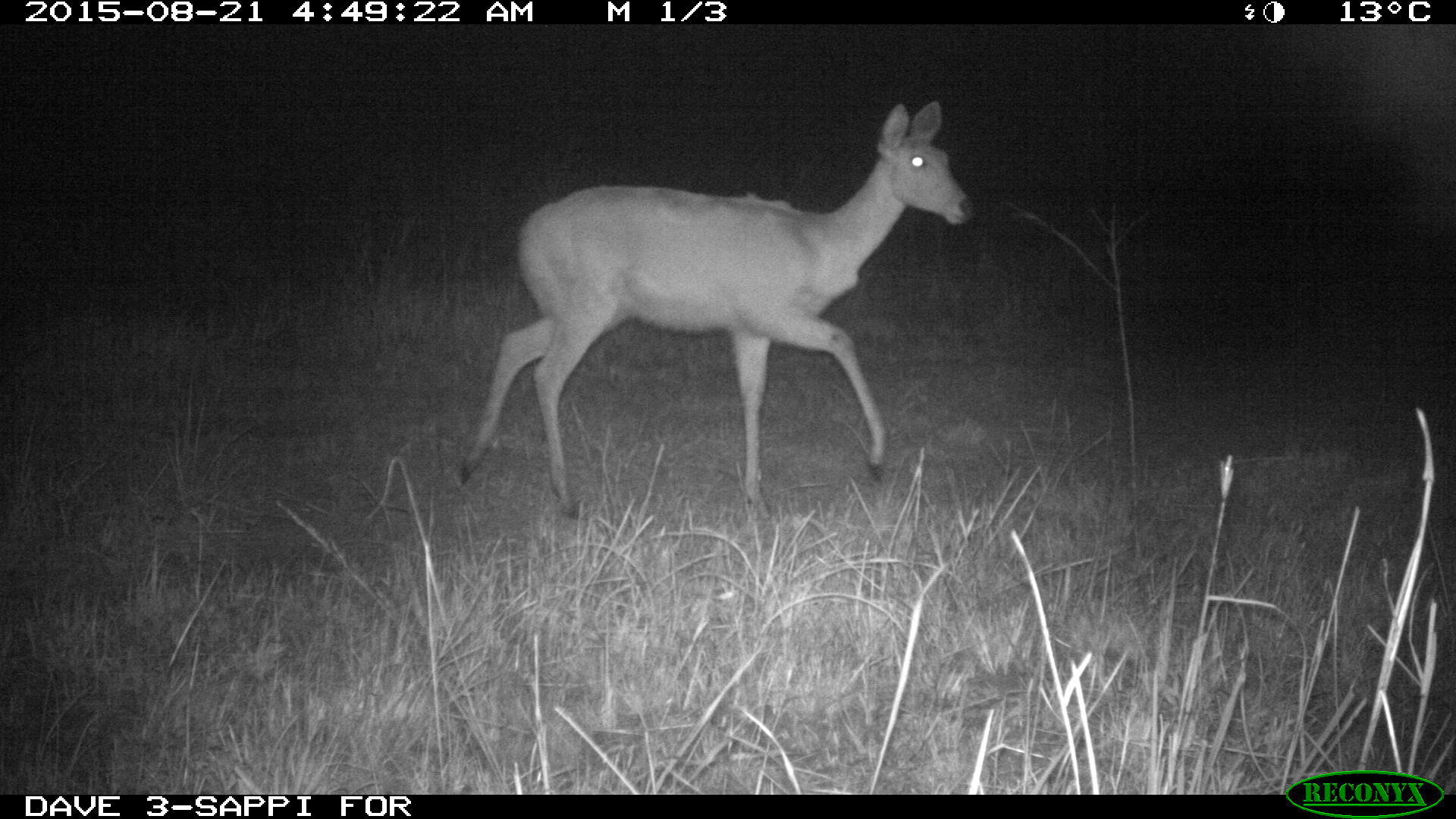 Image of Southern Reedbuck