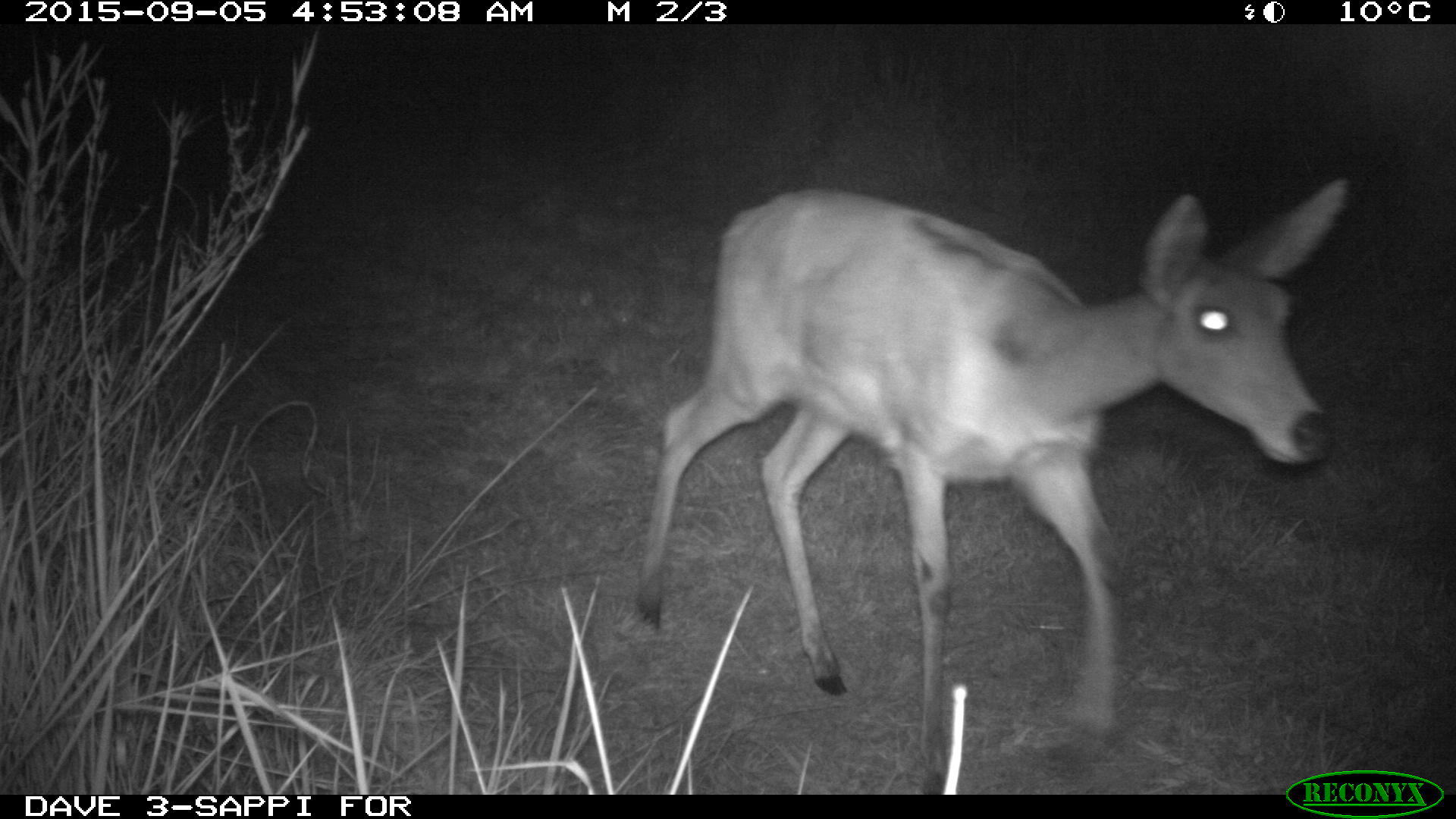 Image of Southern Reedbuck