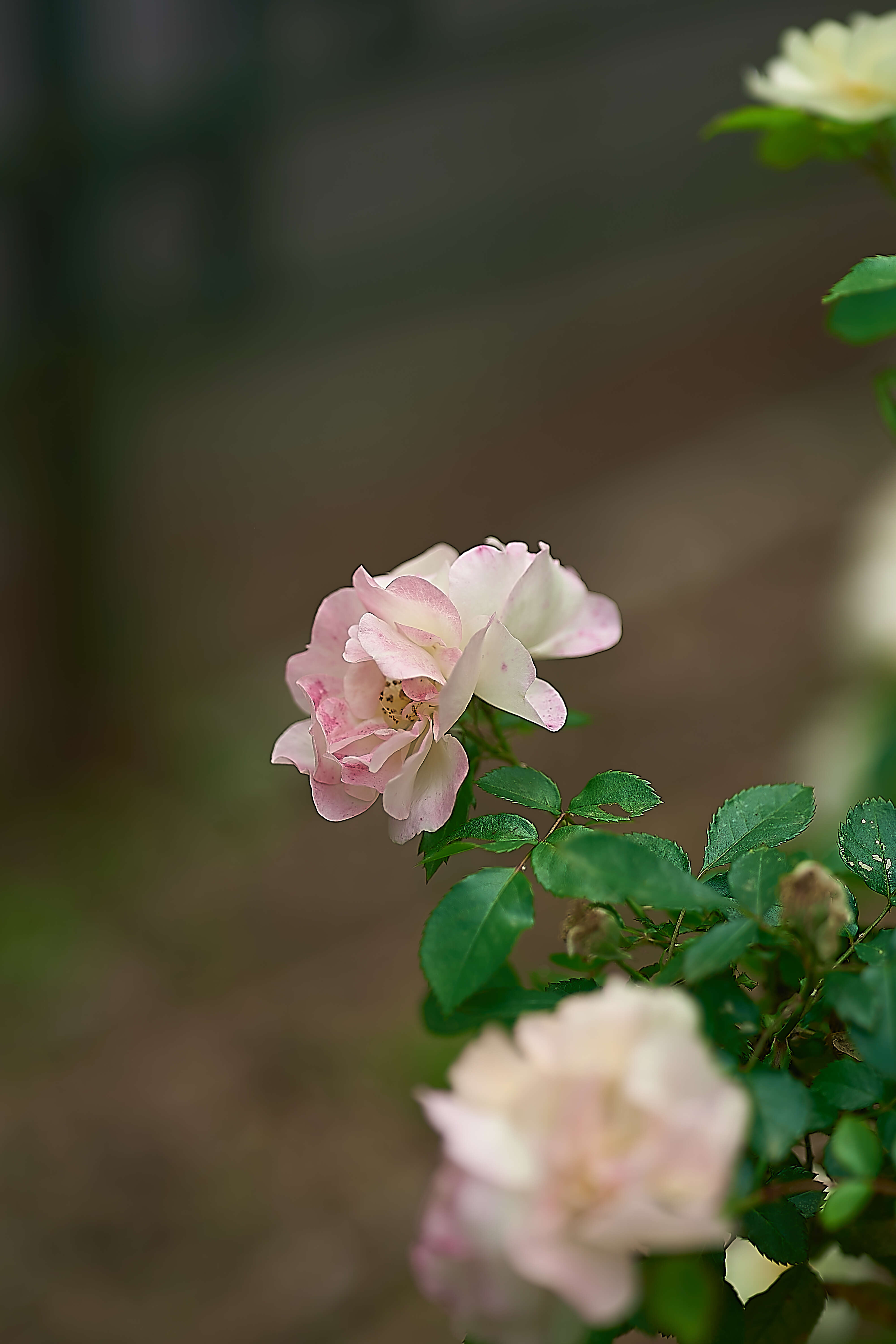 Plancia ëd Rosa centifolia L.