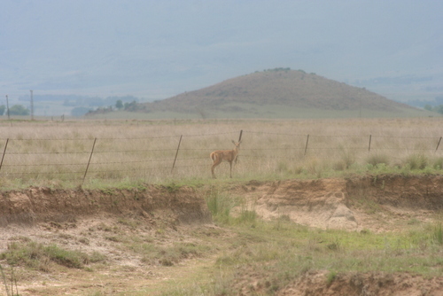 Image of Southern Reedbuck