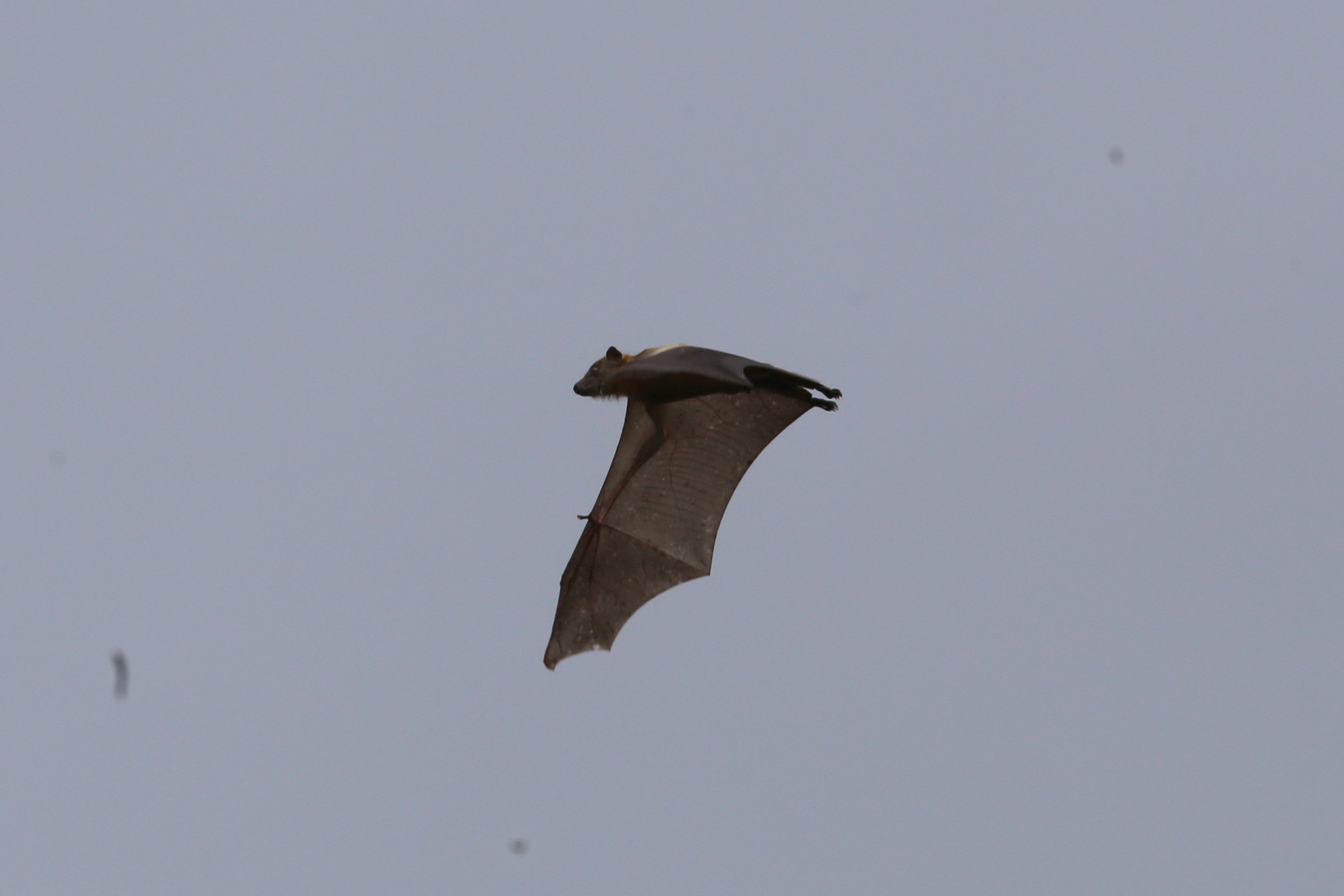 Image of African Straw-colored Fruit Bat