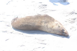 Image of fur seal