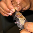 Image of Schlieffen's Twilight Bat -- Schlieffen's Bat