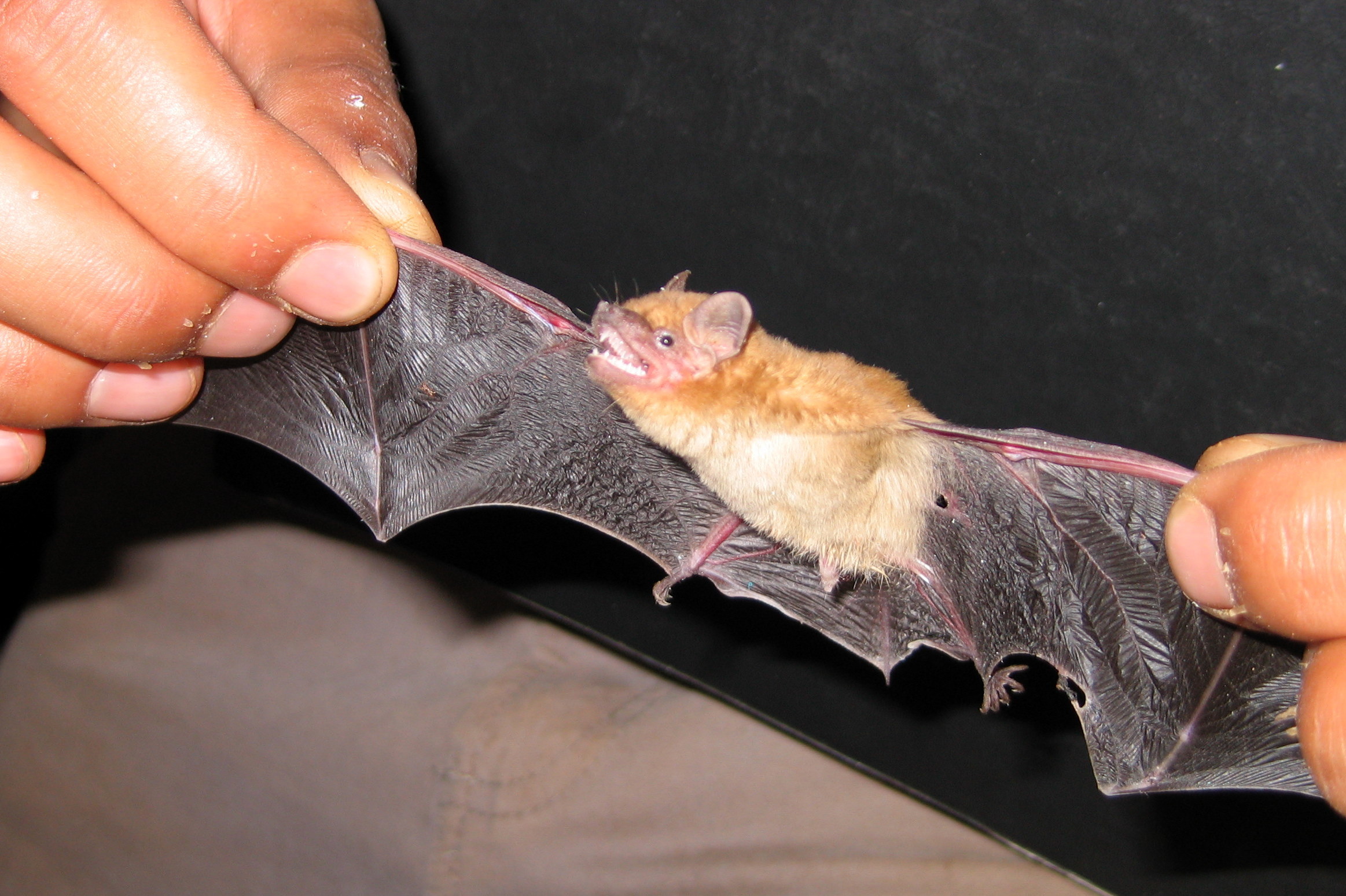 Image of Schlieffen's Twilight Bat -- Schlieffen's Bat