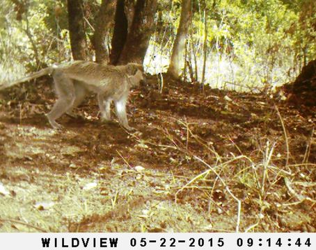 Image of Tantalus Monkey