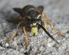 Dolichovespula saxonica (Fabricius 1793)的圖片