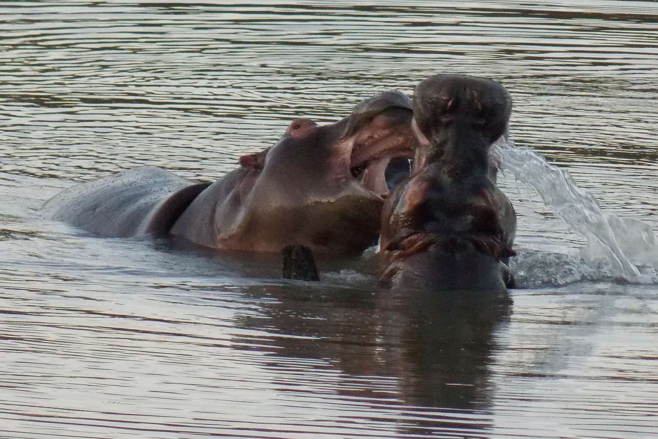 Image of Common Hippopotamus