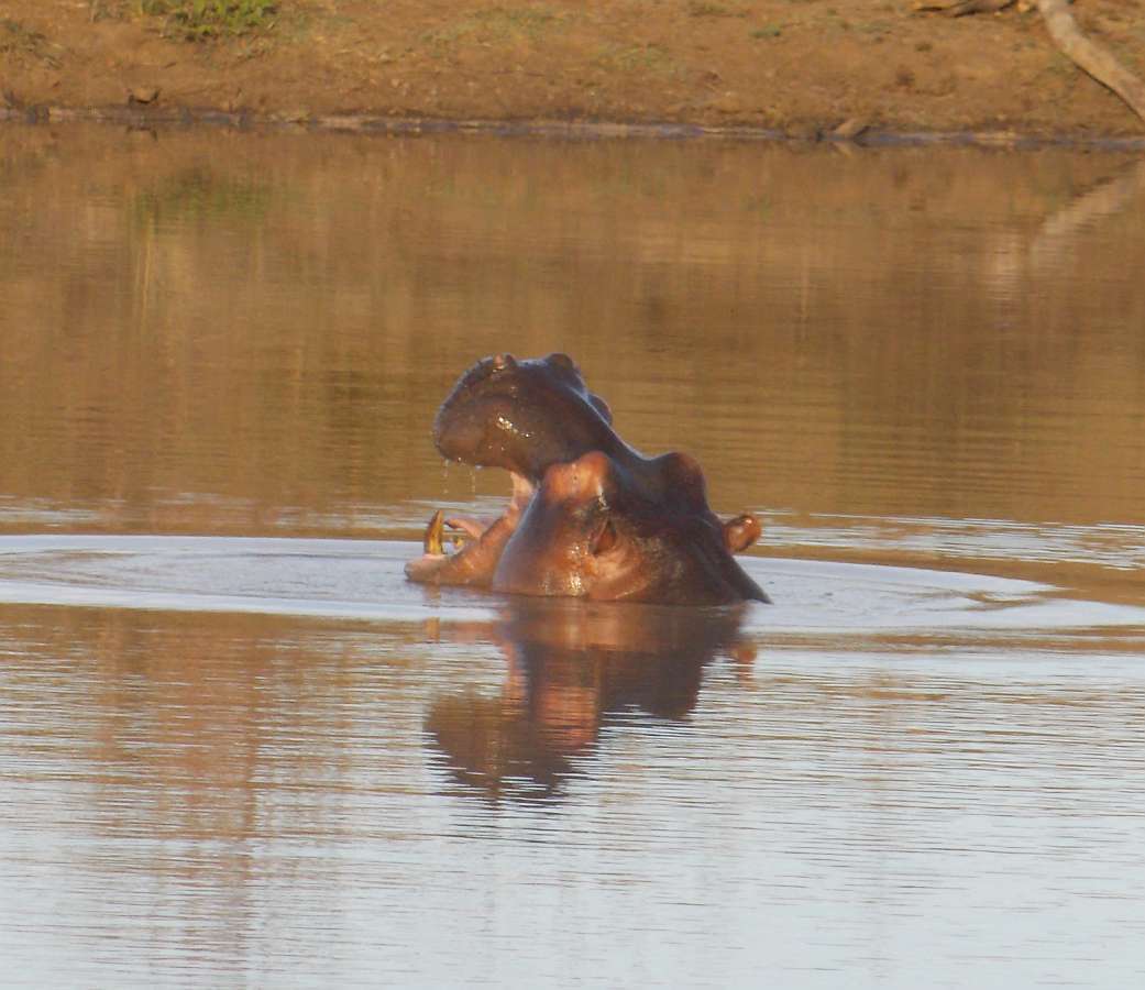 Image of Common Hippopotamus