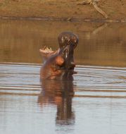 Image of Common Hippopotamus